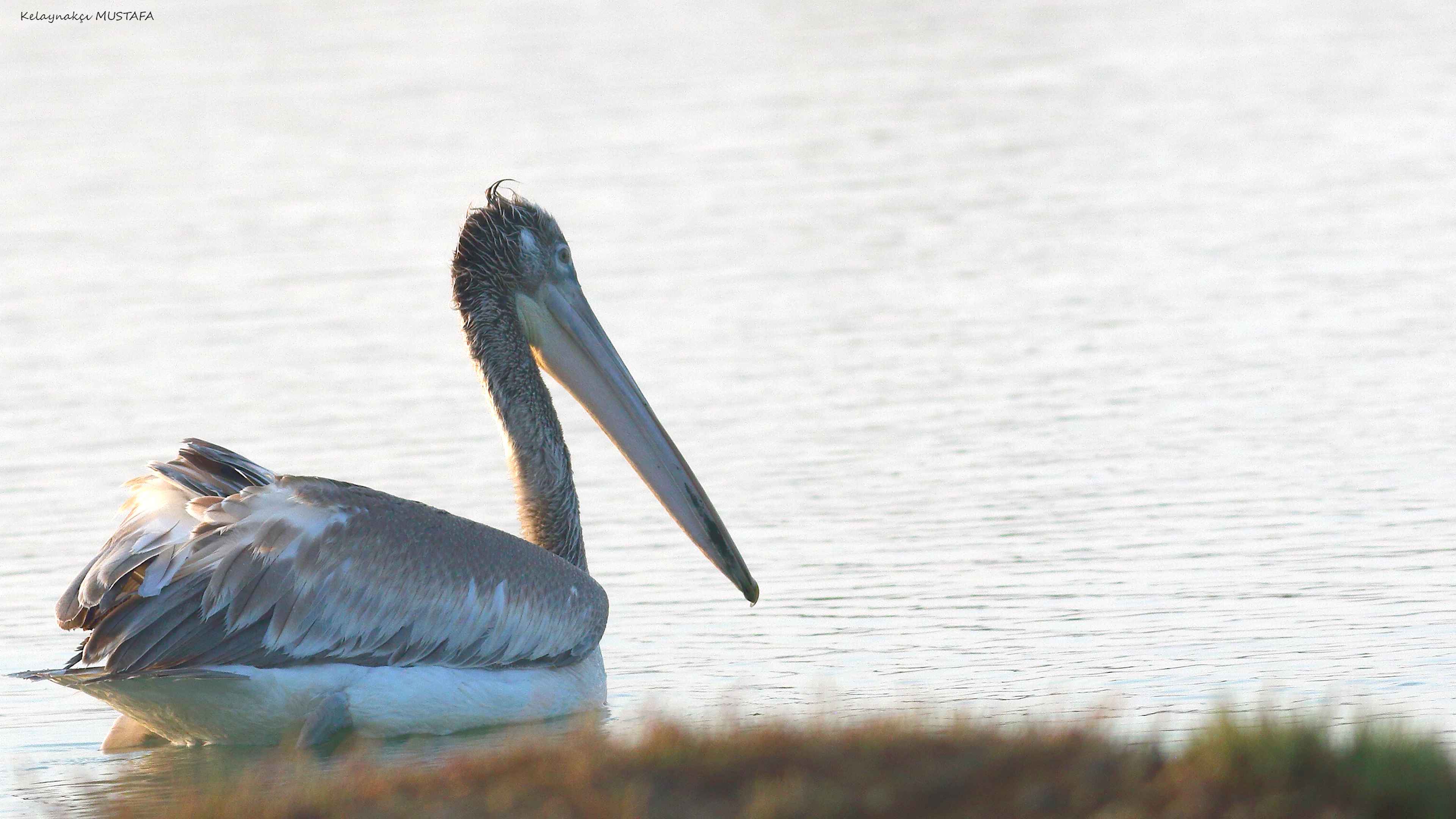Dalmatian Pelican